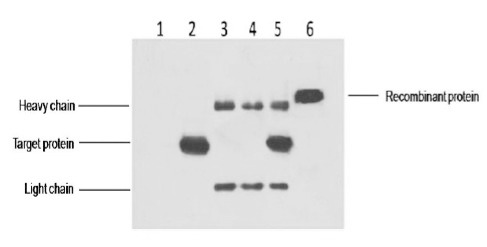 Anti-His Tag Antibody (9L693)