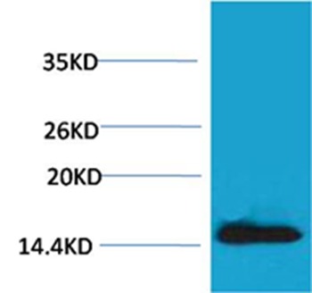 Anti-Phospho-H2AFX (Tyr142) Polyclonal Antibody