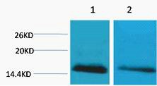 Anti-Mono-methyl-Histone H2B (Lys5) Polyclonal Antibody