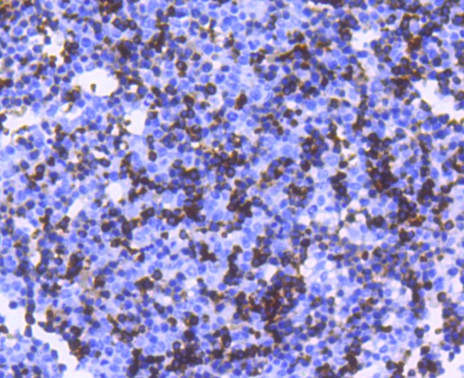 Anti-HBA1 Antibody (4N481)