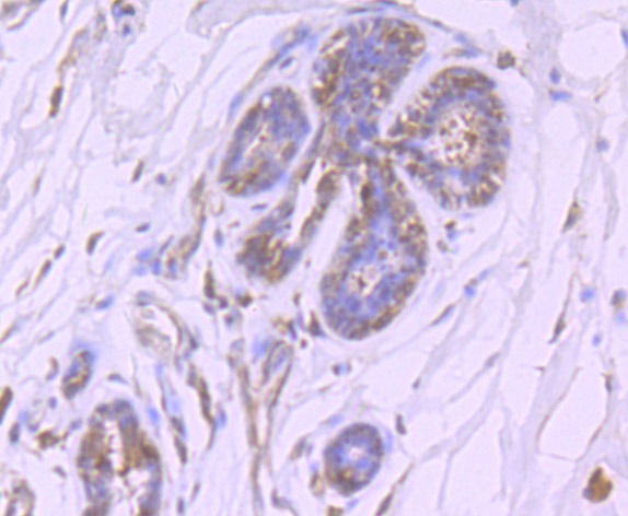 Anti-EPAS1 Antibody (7C2)