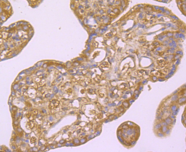 Anti-Hemopexin Antibody (2V675)