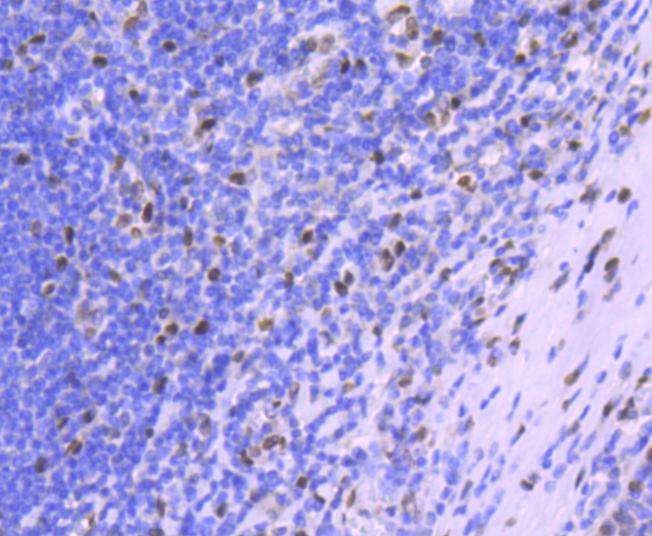 Anti-Histone H1.0 Antibody (8A133)