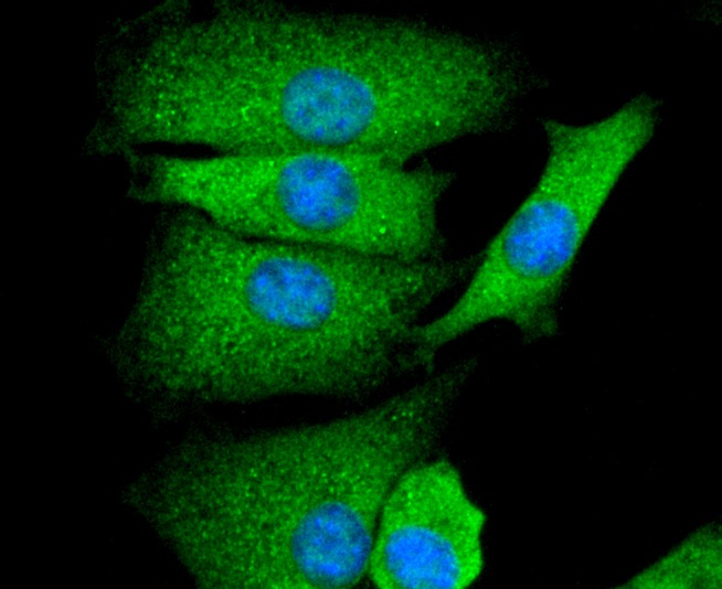 Anti-GAP43 Antibody (6G327)