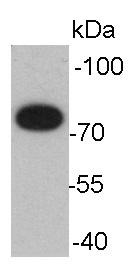 Anti-HSPA5 Antibody (9M857)