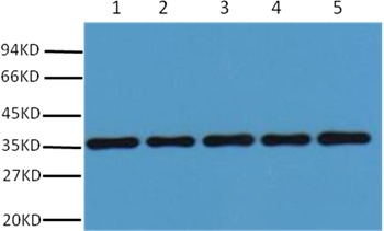 Anti-GAPDH Polyclonal Antibody 2