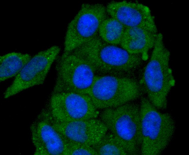 Anti-GAP43 Antibody (6G327)