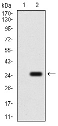 Anti-GPCR GPR86 Antibody (3M274)