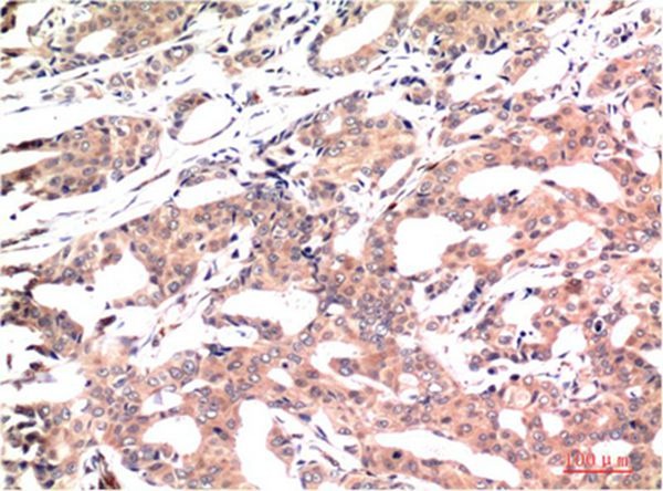 Anti-GSK3B Antibody (3M532)