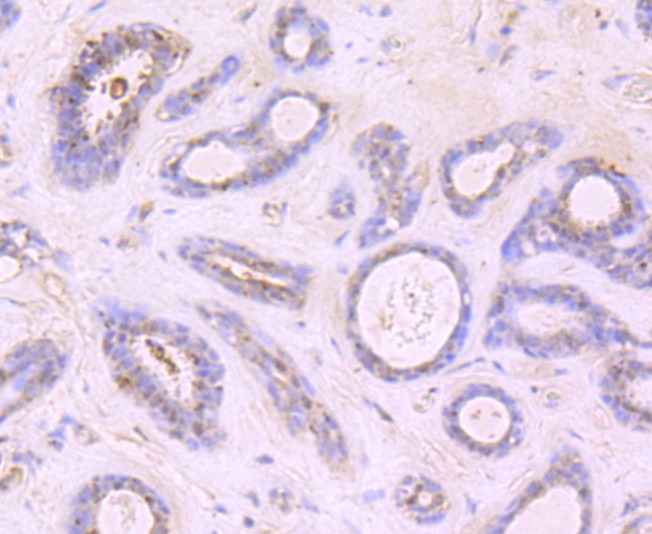 Anti-Growth Hormone Antibody (1Z775)
