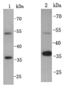 Anti-GAPDH Antibody (2N589)