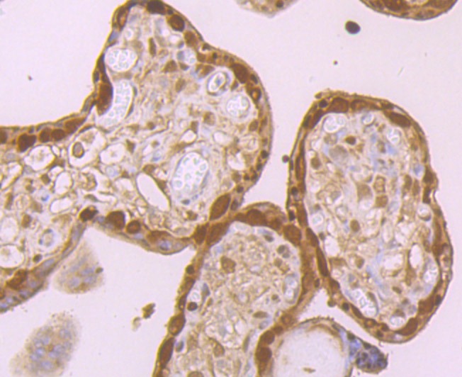 Anti-GSTP1 Antibody (9S908)