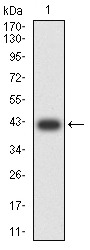 Anti-GRM7 Antibody (6J762)