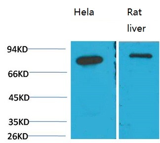 Anti-HSPA5 Antibody (2Y907)