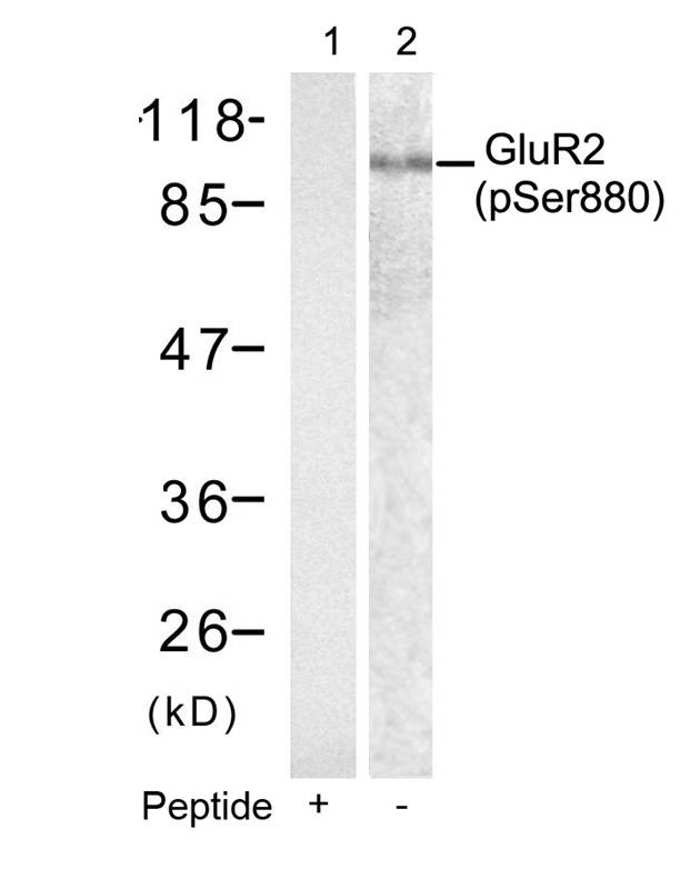 Anti-Phospho-GRIA2 (Ser880) Polyclonal Antibody