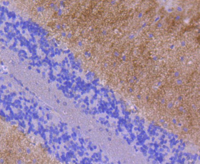Anti-Glutamate receptor 1 Antibody (3G336)
