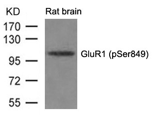 Anti-Phospho-GRIA1 (Ser849) Polyclonal Antibody