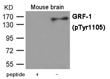 Anti-Phospho-GRF-1 (Tyr1105) Polyclonal Antibody