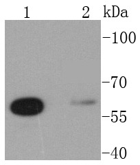 Anti-Glutaminase Antibody (8G424)