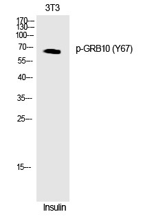 Anti-Phospho-GRB10 (Tyr67) Polyclonal Antibody