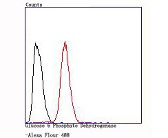 Anti-G6PD Antibody (4T578)