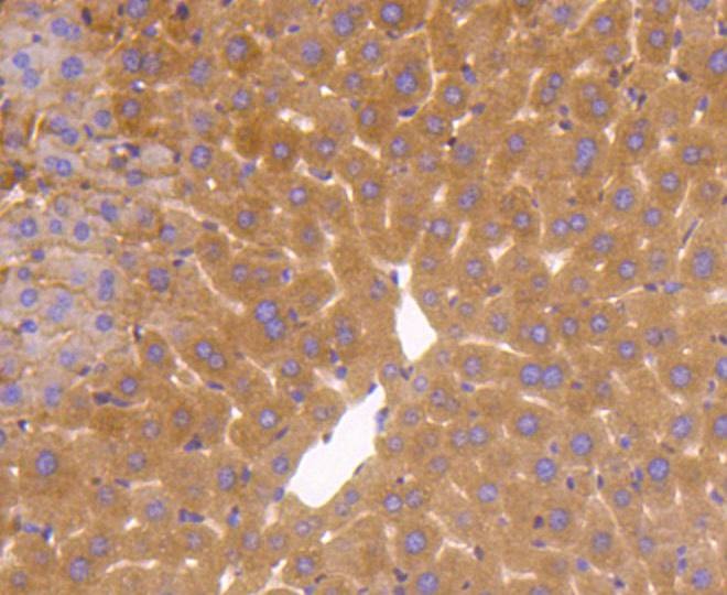 Anti-GAPDH Antibody (4W994)