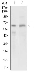 Anti-Osteoactivin/GPNMB Antibody (4G206)