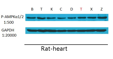 Anti-GAPDH Antibody (9X189)