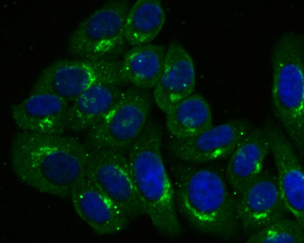 Anti-GRASP65 Antibody (9N637)