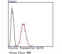 Anti-SLC2A3 Antibody (8J554)