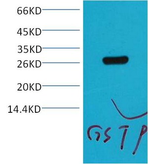 Anti-GST Antibody (8F169)