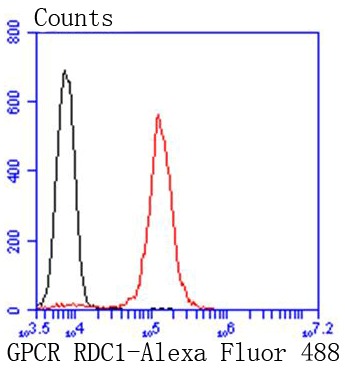 Anti-GPCR RDC1 Antibody (1C445)