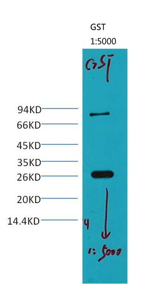 Anti-GST Antibody (4S17)