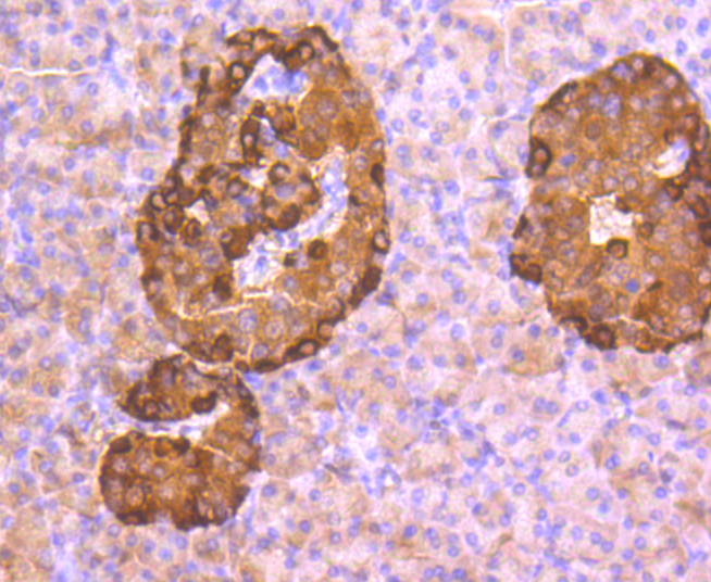 Anti-GCG Antibody (2S820)