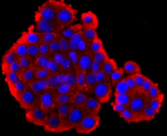 Anti-GCG Antibody (4G298)