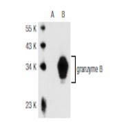 Anti-Granzyme B Antibody (6G558)