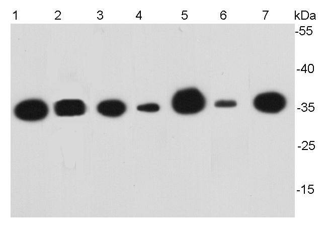 Anti-GAPDH Antibody (1V316)
