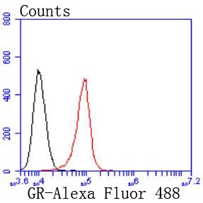 Anti-NR3C1 Antibody (1M615)