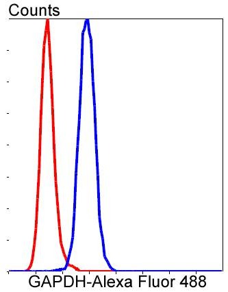 Anti-GAPDH Antibody (4W994)