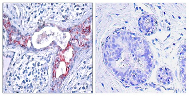 Anti-Phospho-GSK3B (Ser9) Polyclonal Antibody 2