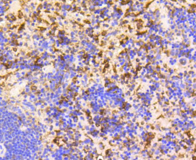 Anti-GAPDH Antibody (4W994)