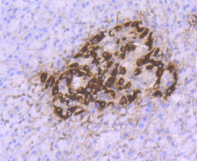 Anti-GCG Antibody (4G298)