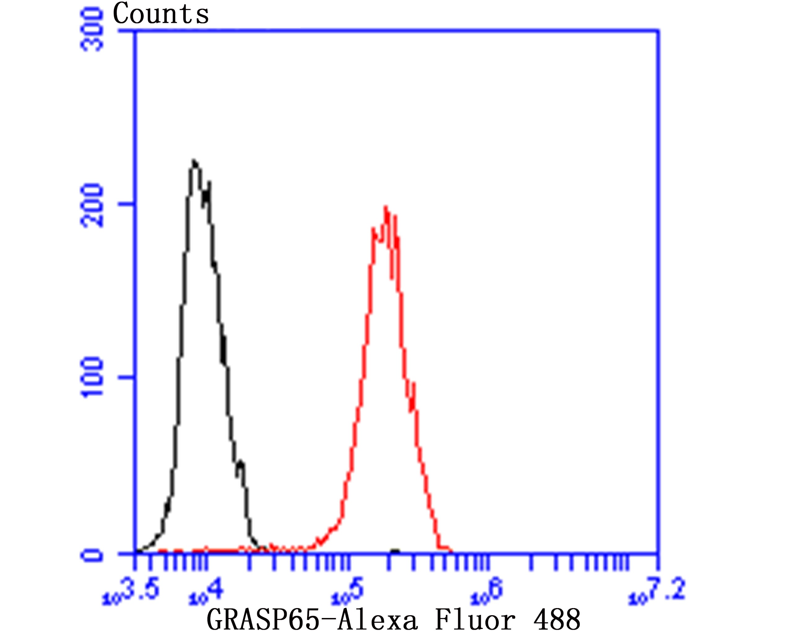 Anti-GRASP65 Antibody (9N637)