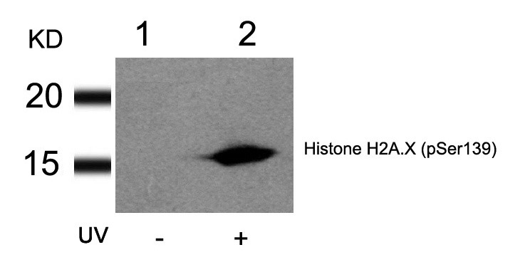 Anti-Phospho-H2AFX (Ser139) Polyclonal Antibody 2