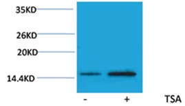 Anti-Acetyl-H2A.1 (Lys15) Polyclonal Antibody