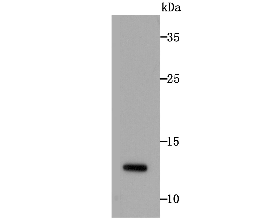 Anti-H2AFX Antibody (1G393)