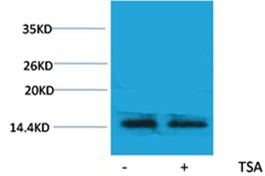 Anti-Acetyl-H2AFX (Lys5) Polyclonal Antibody