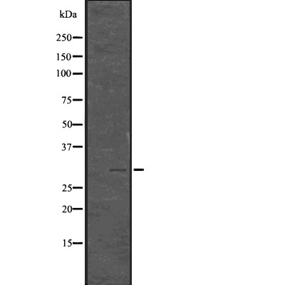 Anti-Phospho-Histone H1.3/1.4 (Thr17) Polyclonal Antibody