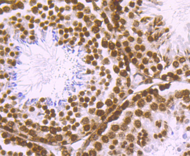 Anti-H2AFX Antibody (1G393)