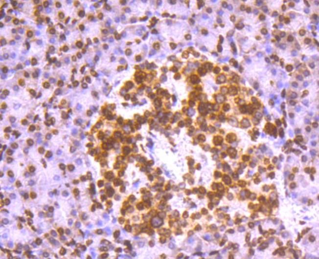 Anti-H2AFX Antibody (1G393)